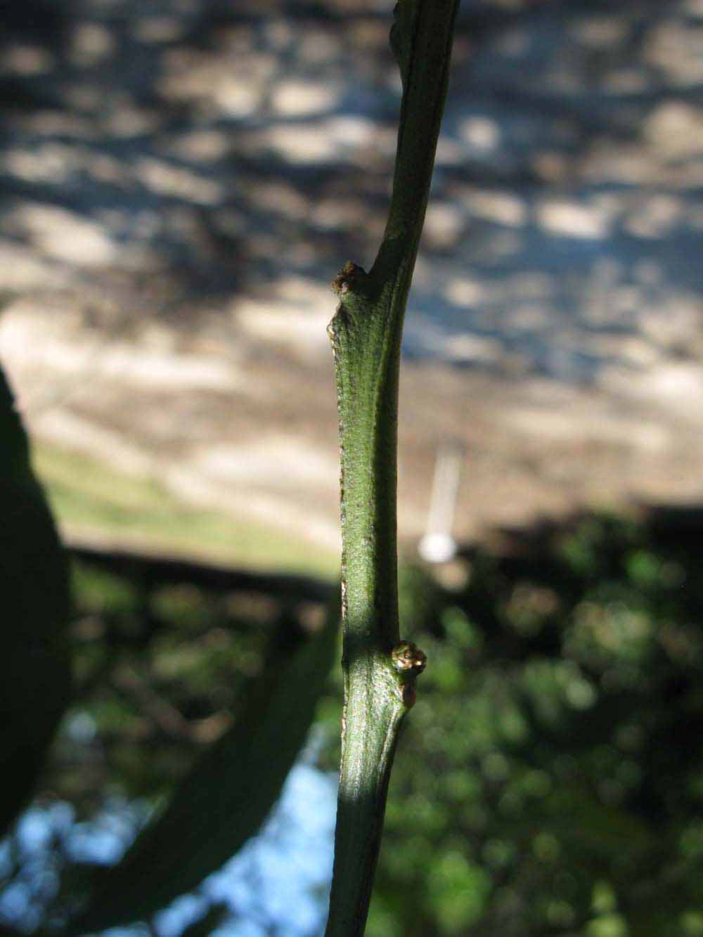            First year twig (Winter Haven, FL)   